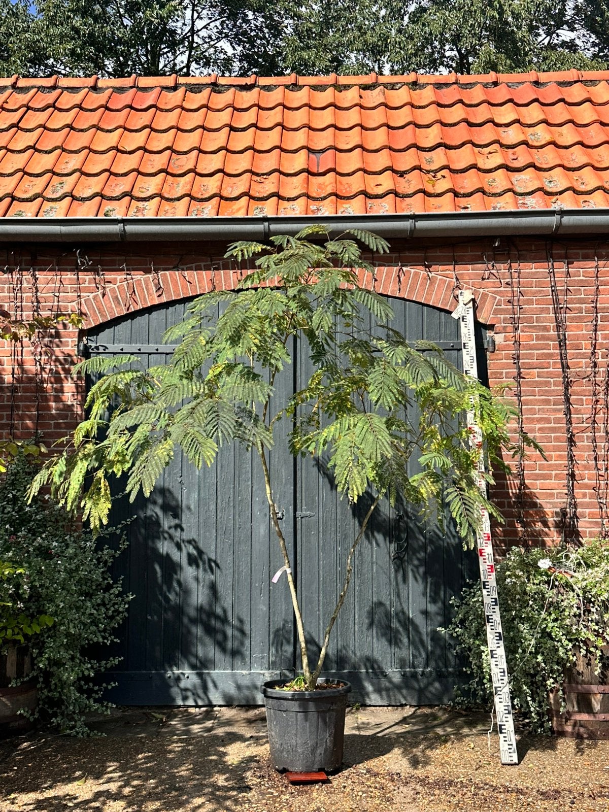 Meerstammige Albizia julibrissin (perzische slaapboom), Ophalen, Zomer, Volle zon, Overige soorten