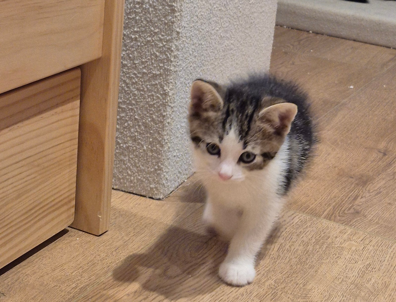 2 kittens zoeken nog personeel! * Beide gereserveerd, Meerdere dieren