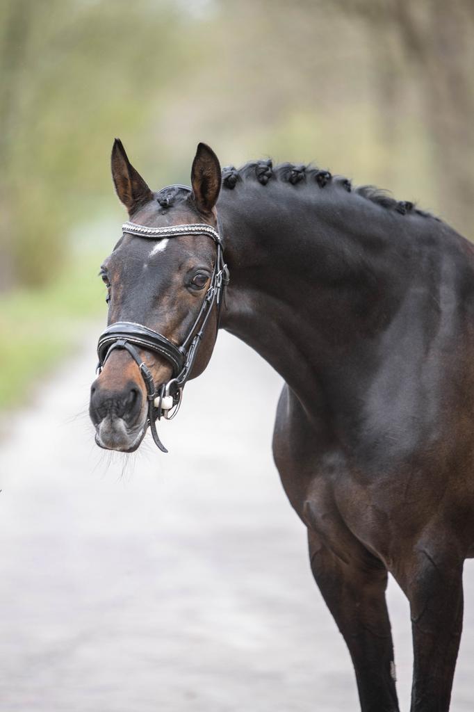 ✨talentvolle dressuur pony✨, Dieren en Toebehoren, Paarden, Merrie, Minder dan 160 cm, Z, Dressuurpaard