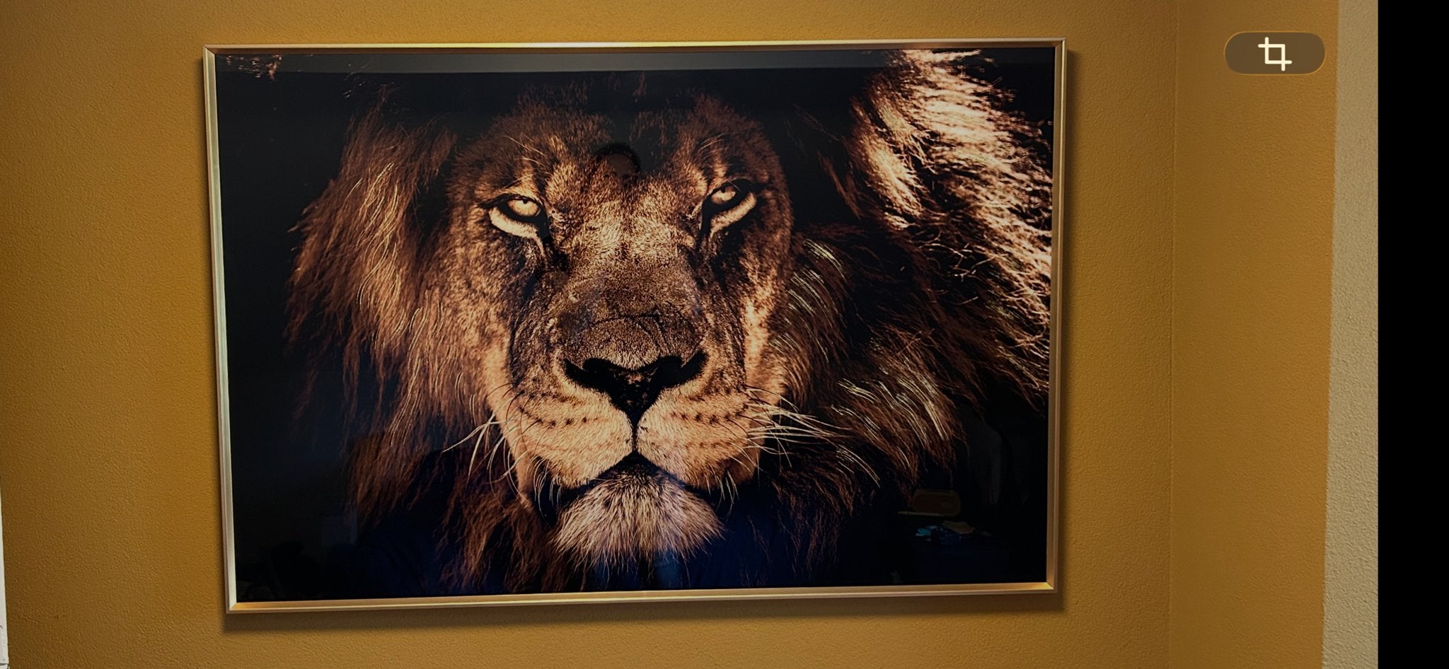 King Leeuw Schilderij 120x80cm - Coco Maison, Ophalen, Zo goed als nieuw, Schilderij, 100 tot 125 cm
