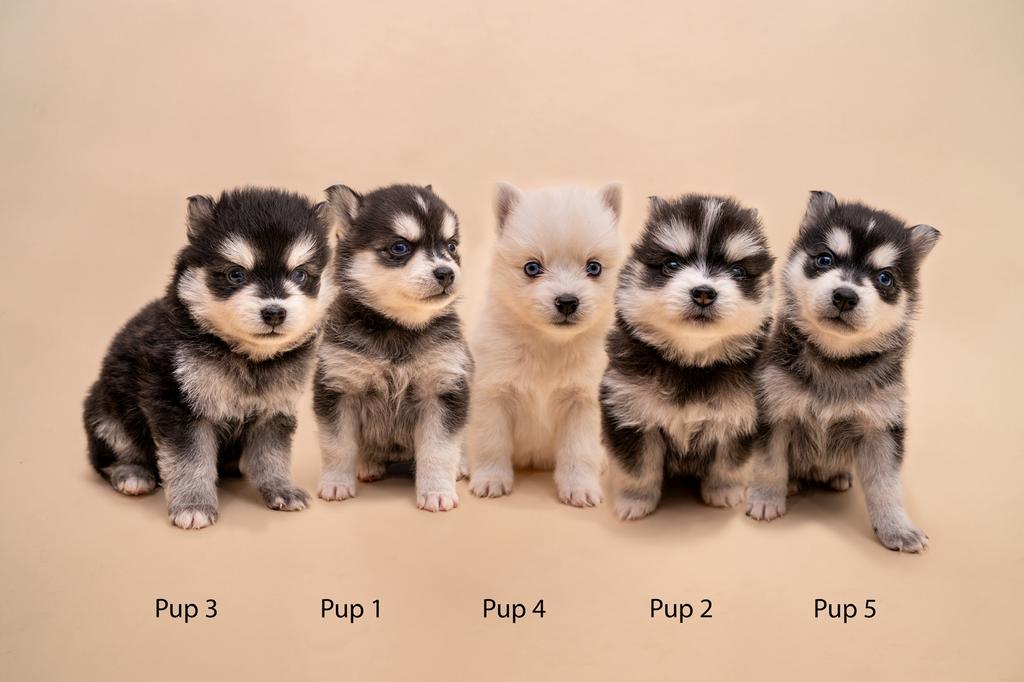 Lieve pomsky pups zoeken een warm thuis, Dieren en Toebehoren, Honden | Poolhonden, Keeshonden en Oertypen, Parvo, 8 tot 15 weken