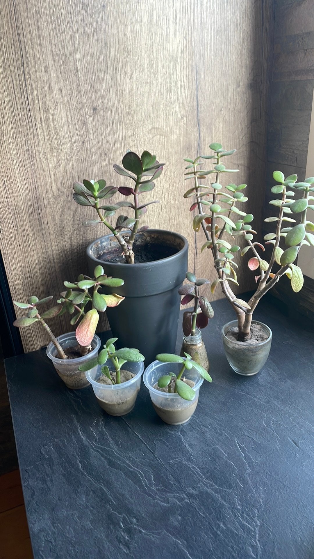 Vetplanten en stekjes gratis, Ophalen