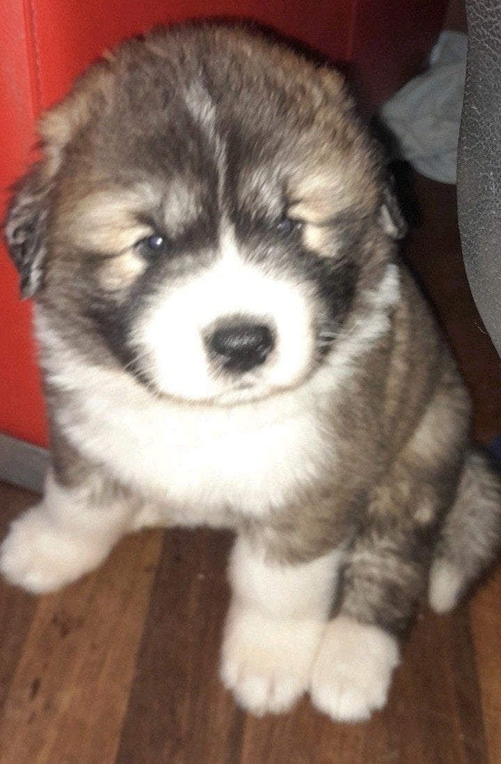 2 prachtige pup.(v).(evt bezorgd aan huis!), Dieren en Toebehoren, Overige rassen, Meerdere, Meerdere dieren, Nederland