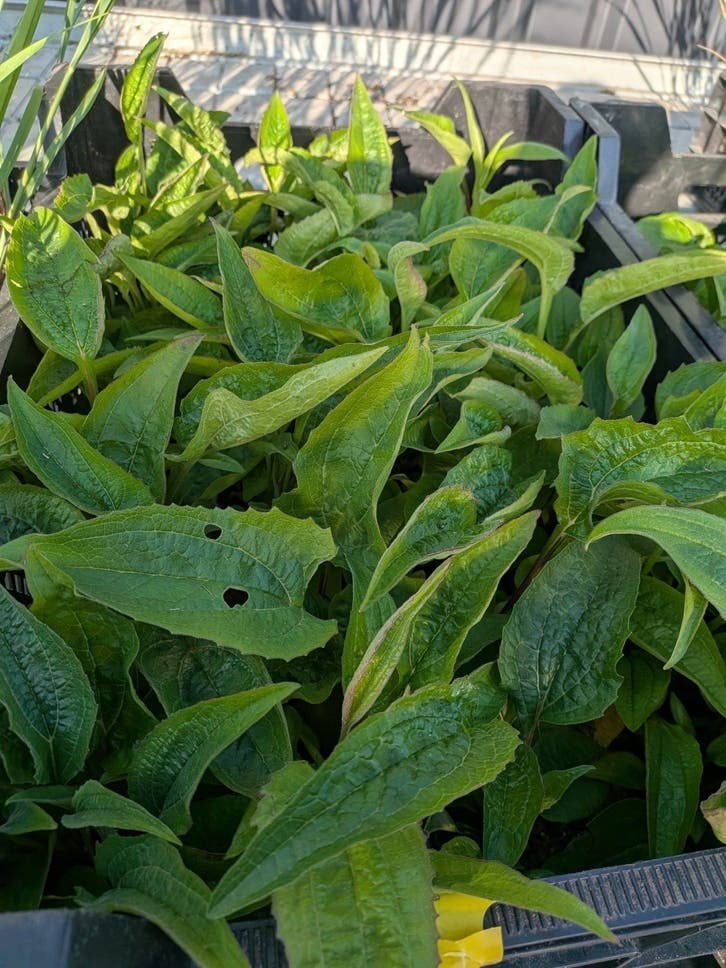 Prachtige Echinacea purpurea zonnehoed ? P9 pot, Ophalen, Overige soorten, Volle zon