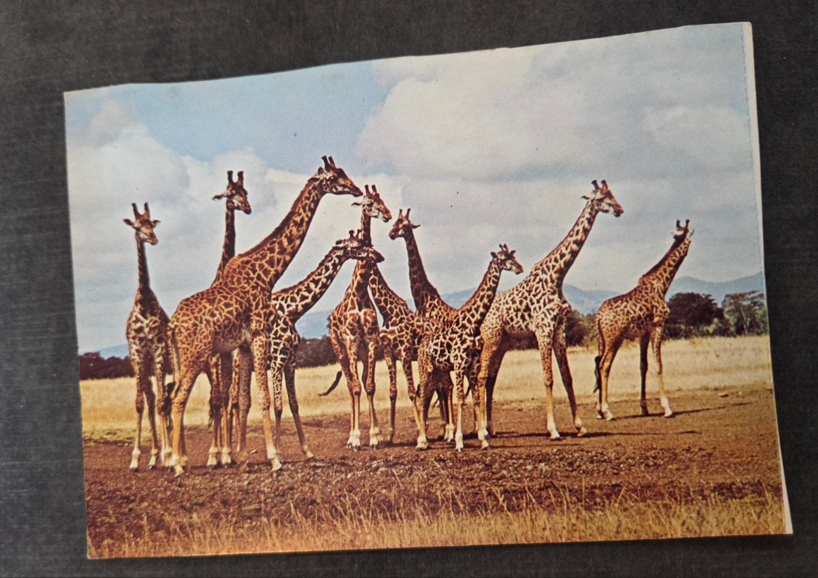 Vintage Ansichtkaart Zuid-Afrika Giraffen, Verzenden, 1960 tot 1980, Gelopen, Wild dier