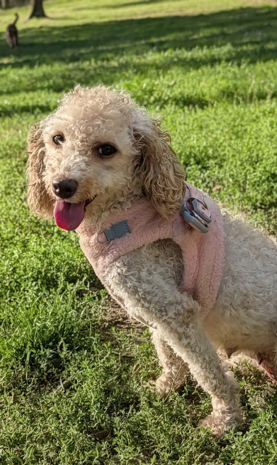 💗 Lieve Kato zoekt haar eigen rustige thuis 💗, 1 tot 2 jaar, Teef, Eén hond, Klein