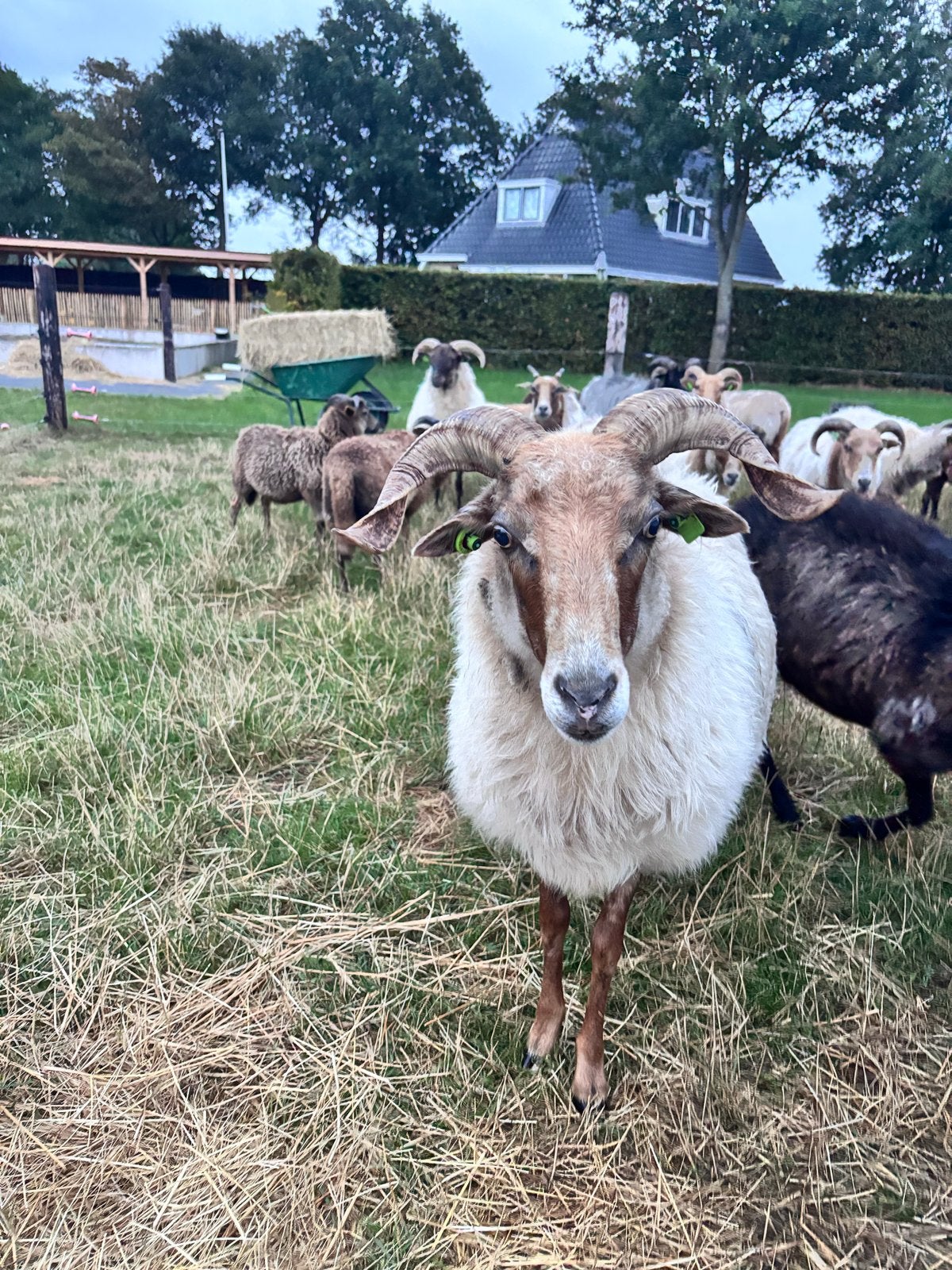 Gecastreerde Drentse Heideschaap ram
