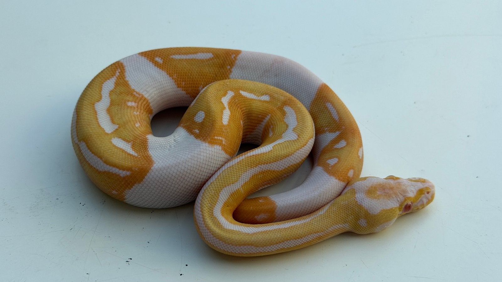 Ball Pythons Houten Ball Python photo 6