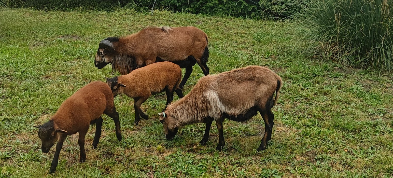Kameroen schapen koppel met 2 lammeren of los, Dieren en Toebehoren, Schapen, Geiten en Varkens, Meerdere dieren, Schaap, 0 tot 2 jaar