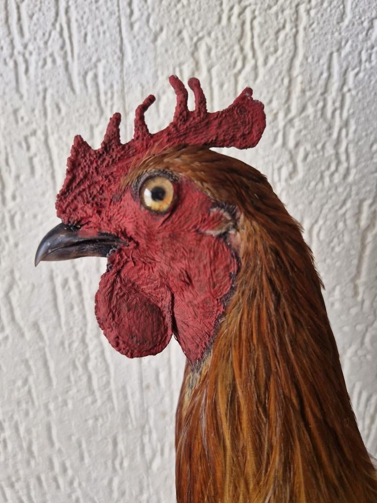 Een prachtige opgezette haan om op te hangen!, Ophalen of Verzenden, Nieuw, Vogel, Opgezet dier