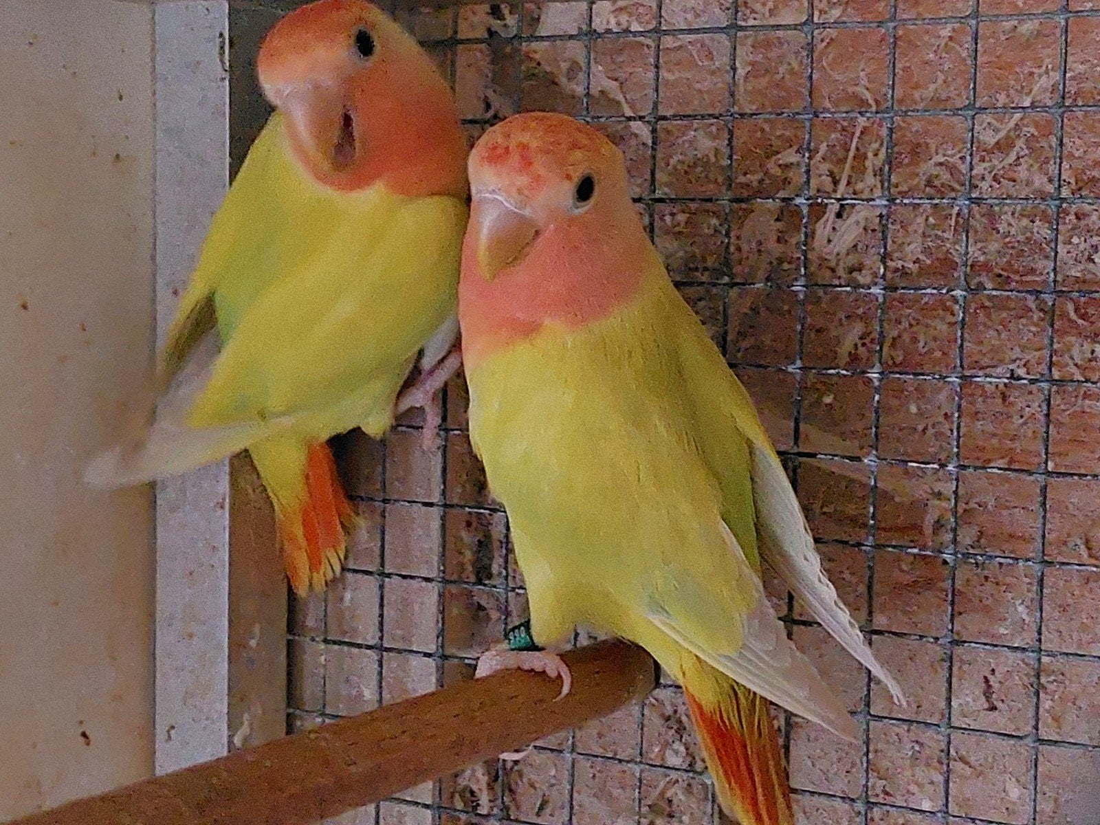 koppel agapornis roseicollis, Dieren en Toebehoren