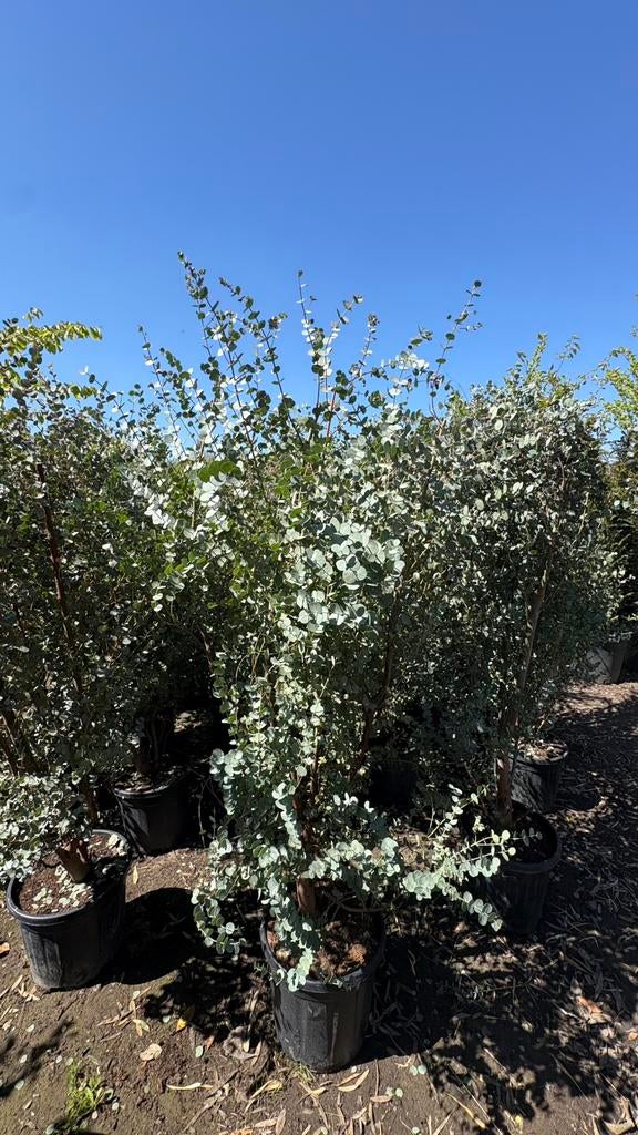 Eucalypthus in verschillende maten, Ophalen of Verzenden, Volle zon, Overige soorten, 100 tot 250 cm