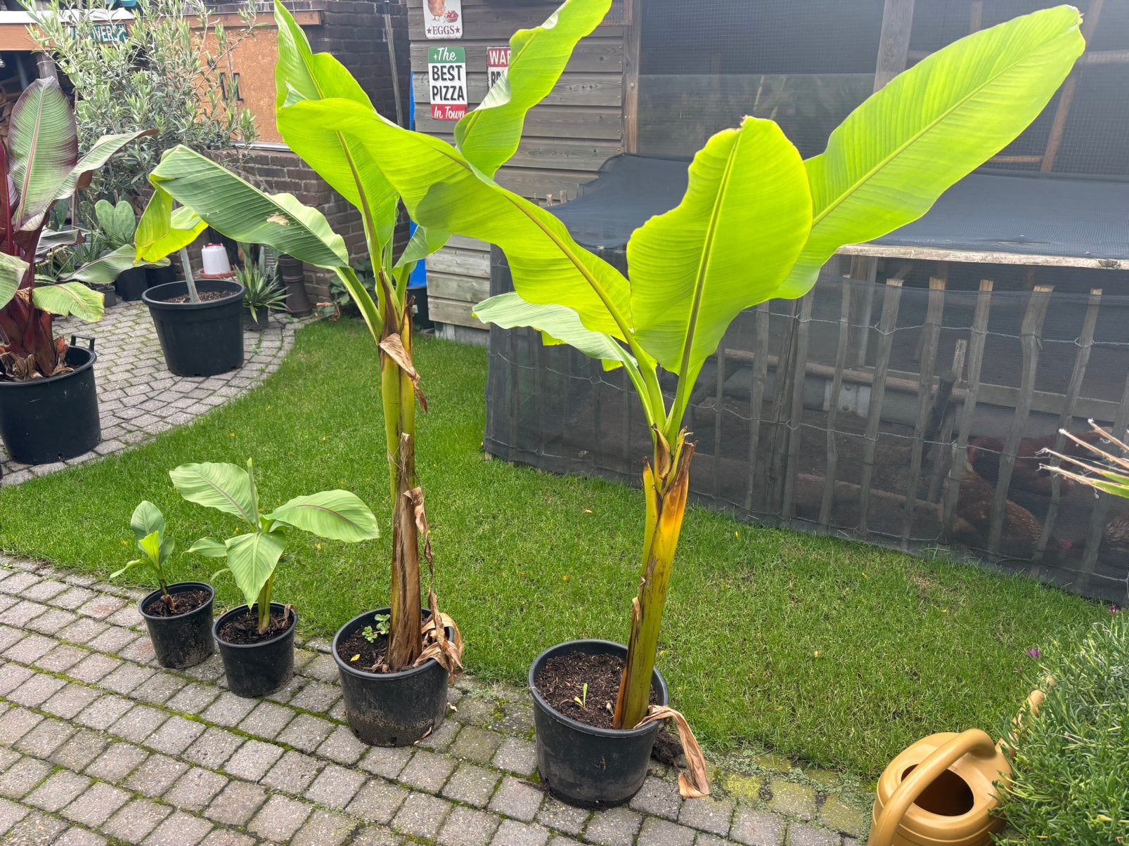 Bananenplant musa basjoo, Ophalen of Verzenden, Overige soorten, Volle zon