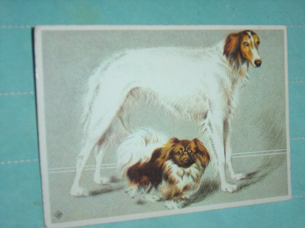 9) Kleuren ansichtkaart Hond, Ophalen of Verzenden, 1960 tot 1980, Gelopen, Hond of Kat