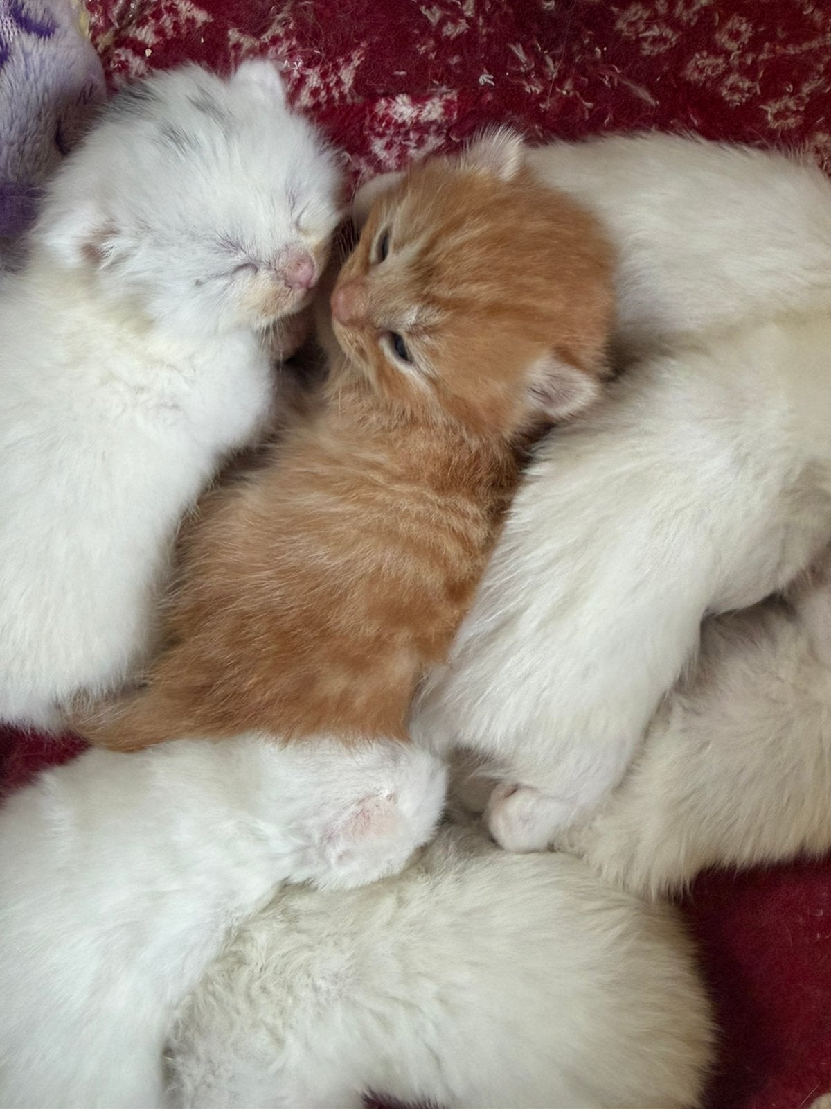 kittens zoeken forever home, Dieren en Toebehoren, Meerdere dieren