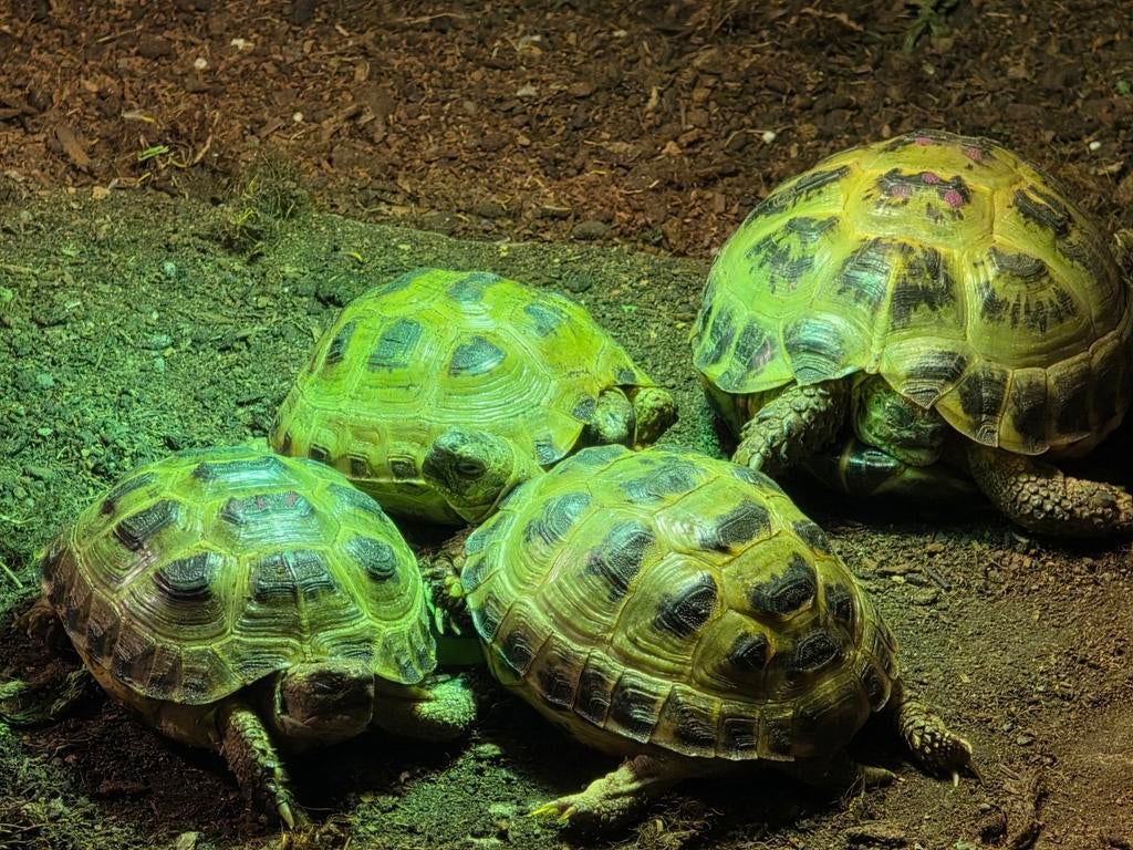 Testudo Horsfieldii land schildpadden, Dieren en Toebehoren, Reptielen en Amfibieën, Schildpad, 3 tot 6 jaar