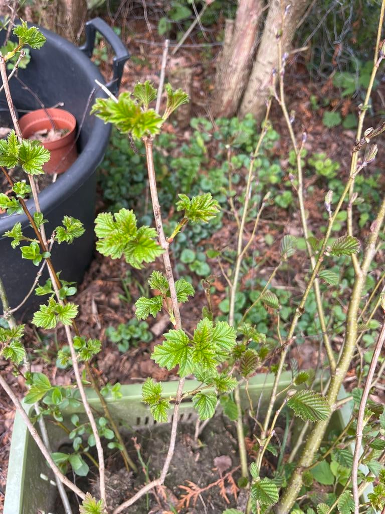 Viburnum / gelderse roos plant, Tuin en Terras, Planten | Tuinplanten, Overige soorten, Vaste plant, Ophalen of Verzenden, Halfschaduw