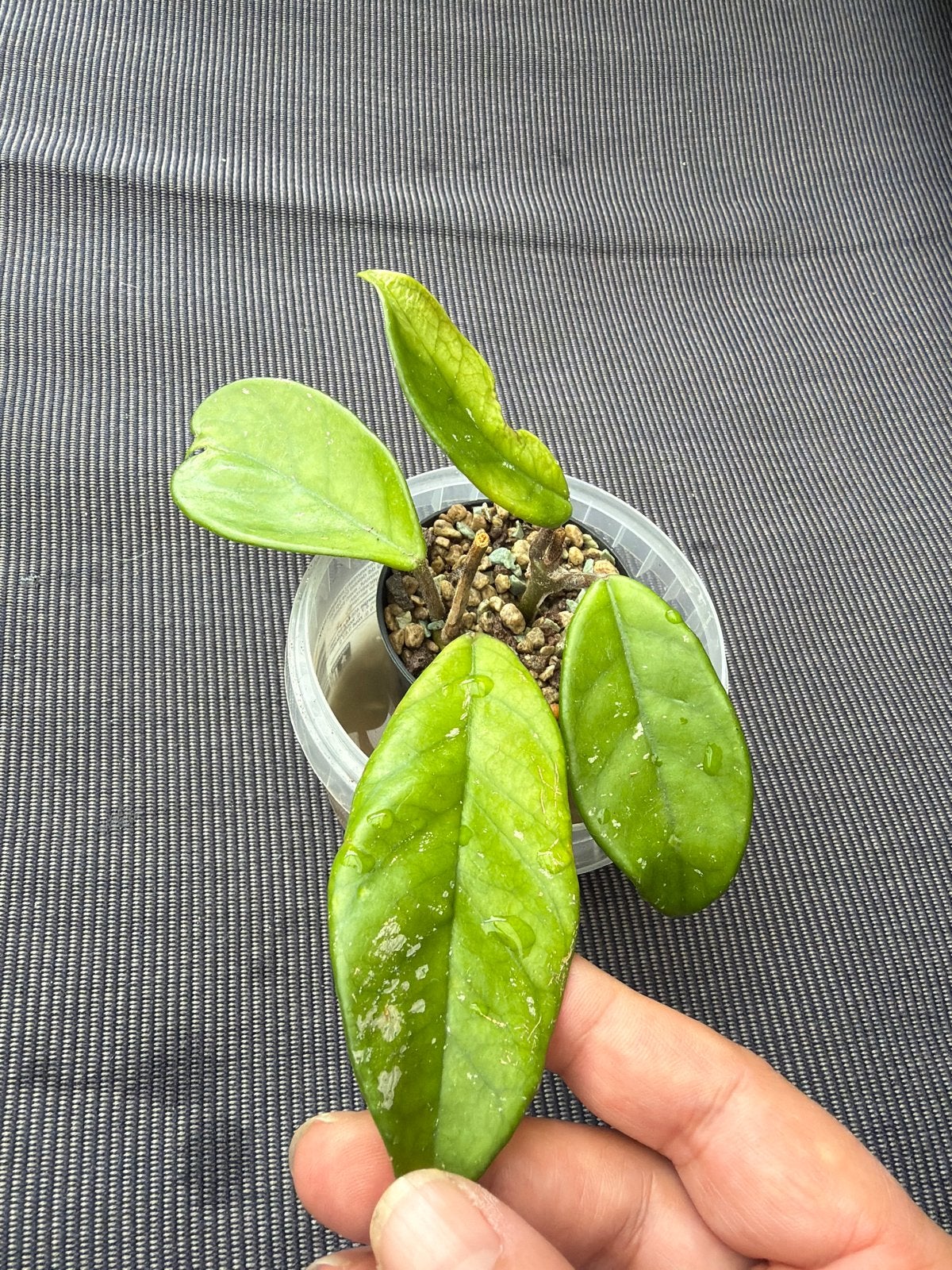 Hoya Dasyantha Splash, Ophalen of Verzenden, Halfschaduw, Minder dan 100 cm