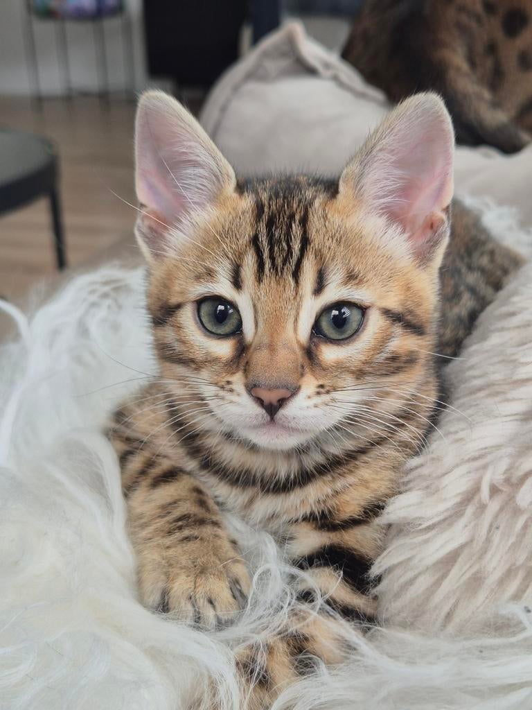 Schitterende Bengaal kittens mogen bijna verhuizen, Dieren en Toebehoren, Katten en Kittens | Raskatten | Korthaar, Meerdere dieren