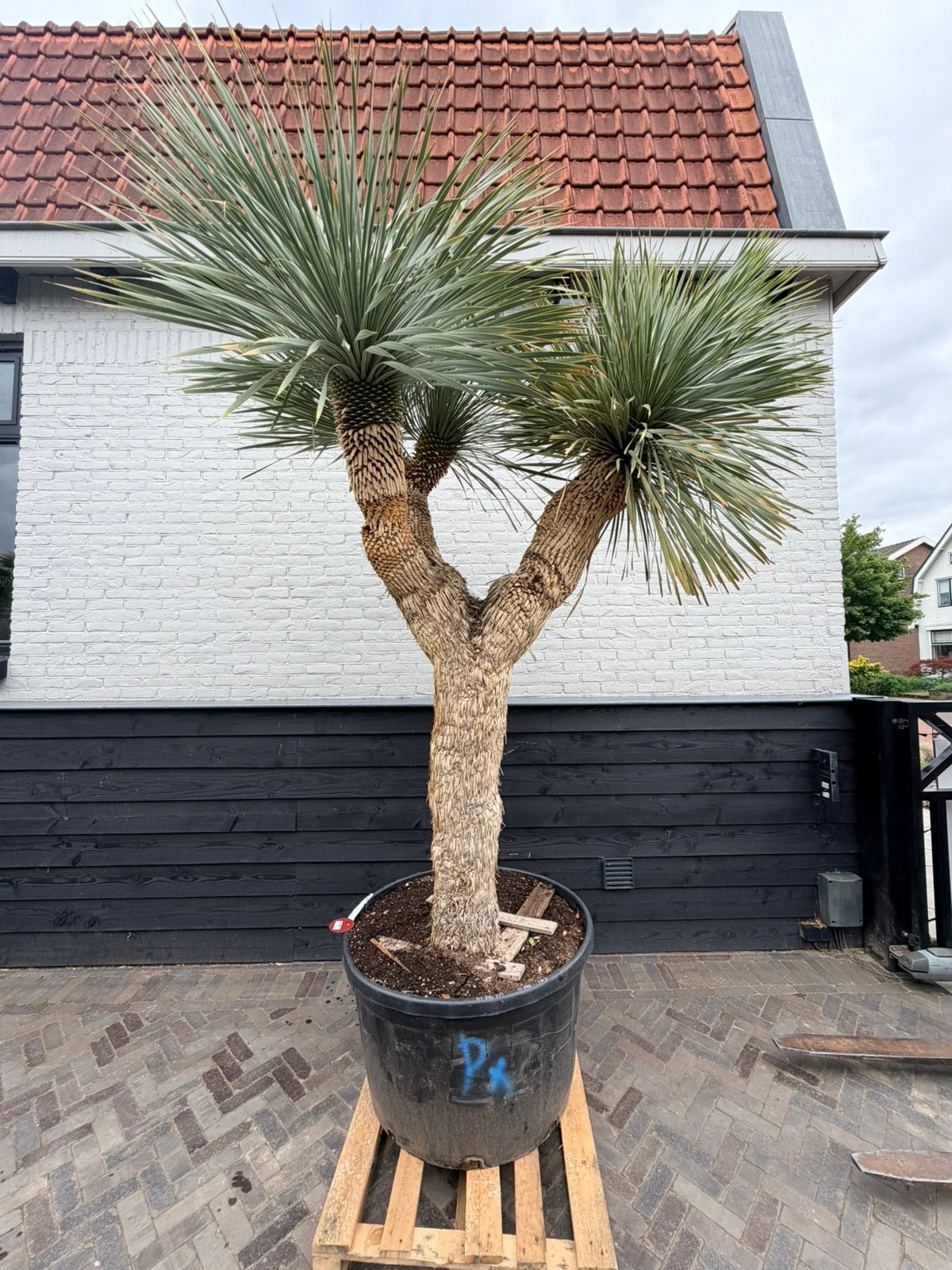 Mooie exclusieve yucca rostrata, Volle zon, 100 tot 250 cm, Zomer, Overige soorten