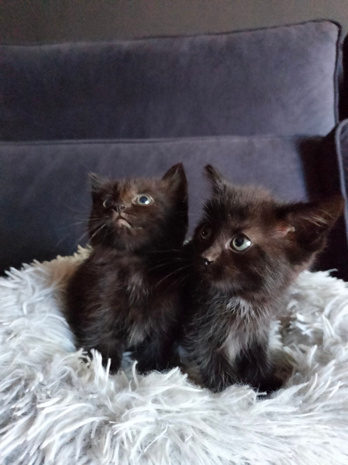 kruising Noorsebos kat kittens