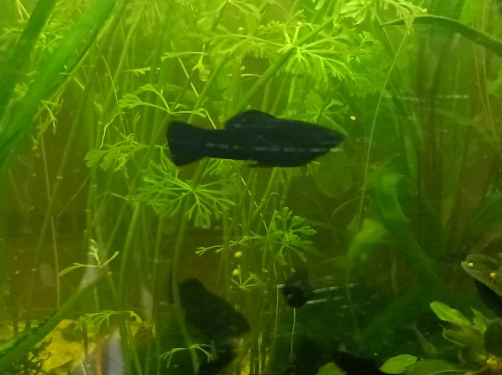 Zwarte Molly's, Vis, Zoetwatervis