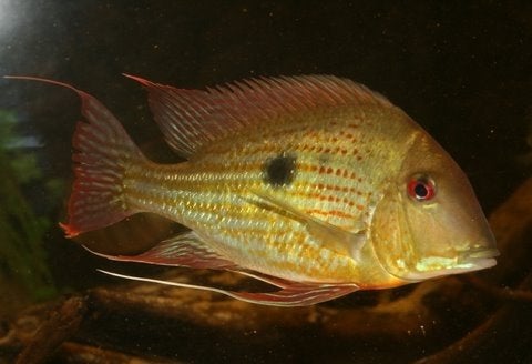 Zuid Amerikaanse Cichliden: Geophagus abalios "Carreno", Dieren en Toebehoren, Vis, Zoetwatervis
