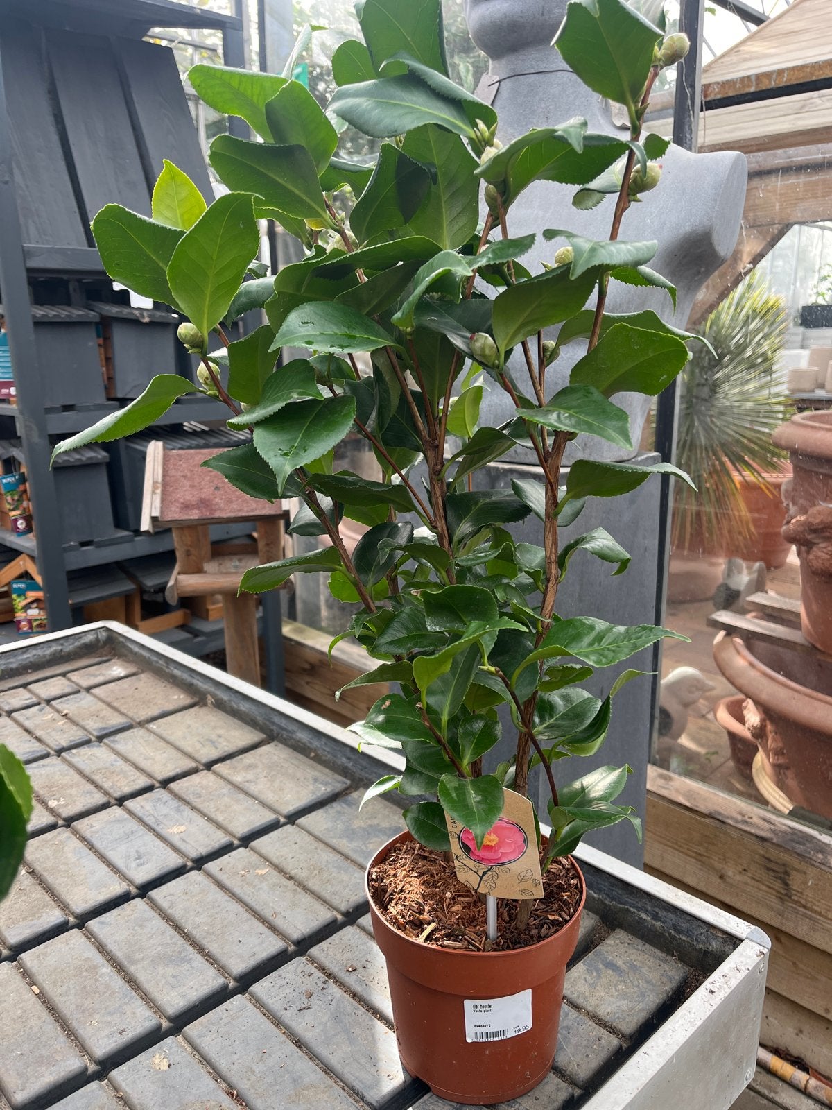 Camellia Jap. 'Dr. King' - Prachtige bloeiende Camelia