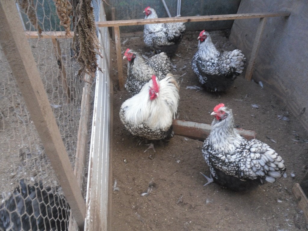 t.k.broedeieren Orpington zilver zwart gezoomd, Meerdere dieren, Kip
