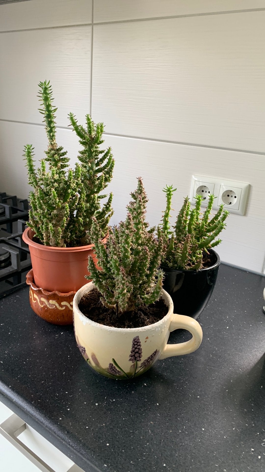 Cactus planten per pot €4, Huis en Inrichting, Ophalen, Cactus, Volle zon, Minder dan 100 cm