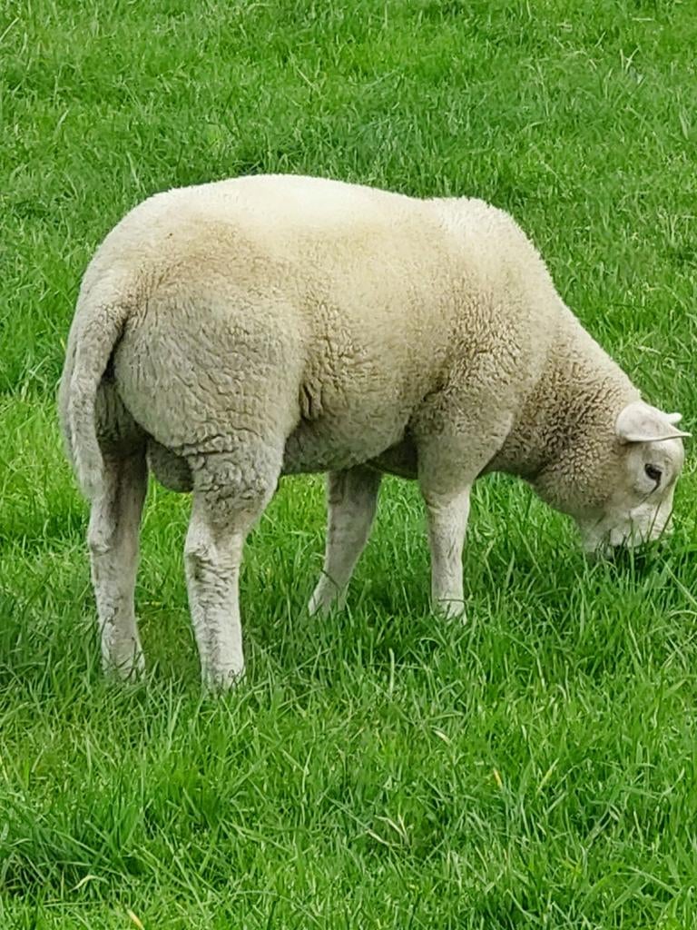 Te koop schapen ram, Dieren en Toebehoren, Mannelijk, Schaap, 0 tot 2 jaar