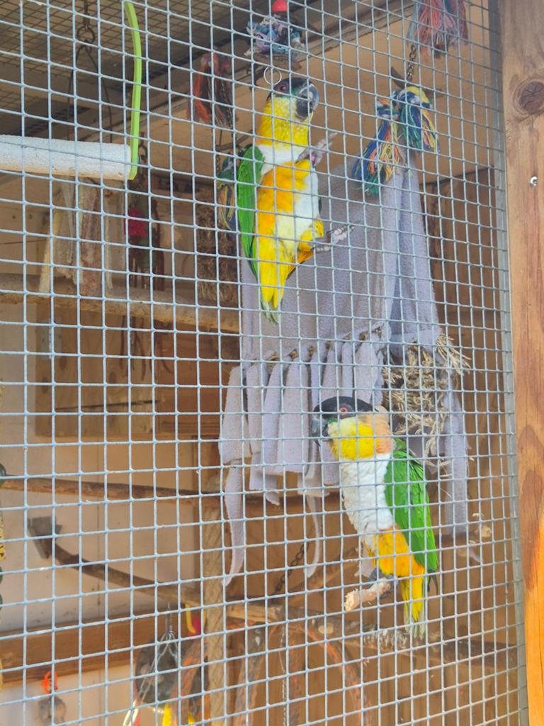 Goed huisje gezocht voor 2 zwartkop caique's, Dieren en Toebehoren, Vogels | Parkieten en Papegaaien, Geslacht onbekend, Papegaai