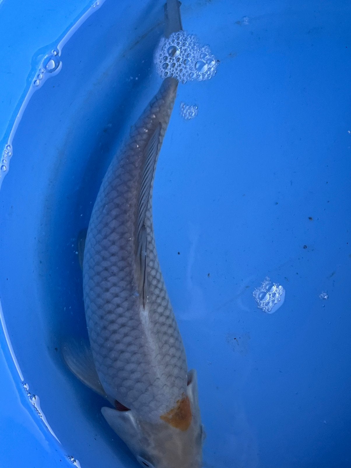 Soragoi, Karper of Koi