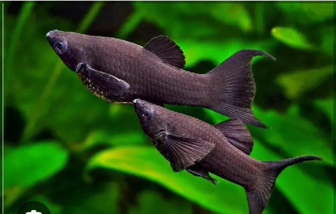 jonge black molly's