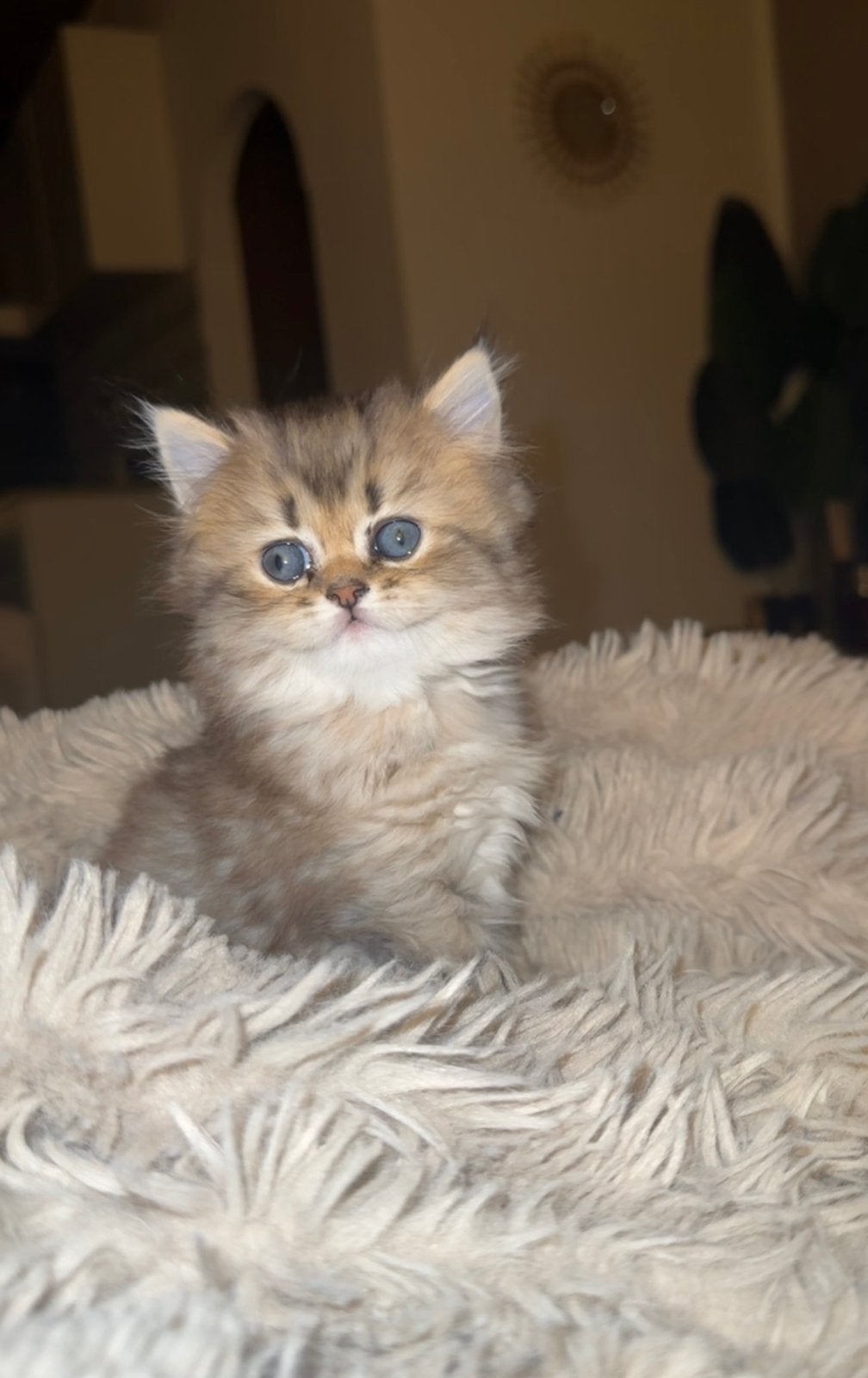 Britse Korthaar Kittens, Dieren en Toebehoren, Katten en Kittens | Raskatten | Korthaar, Meerdere dieren, Ontwormd, 0 tot 2 jaar