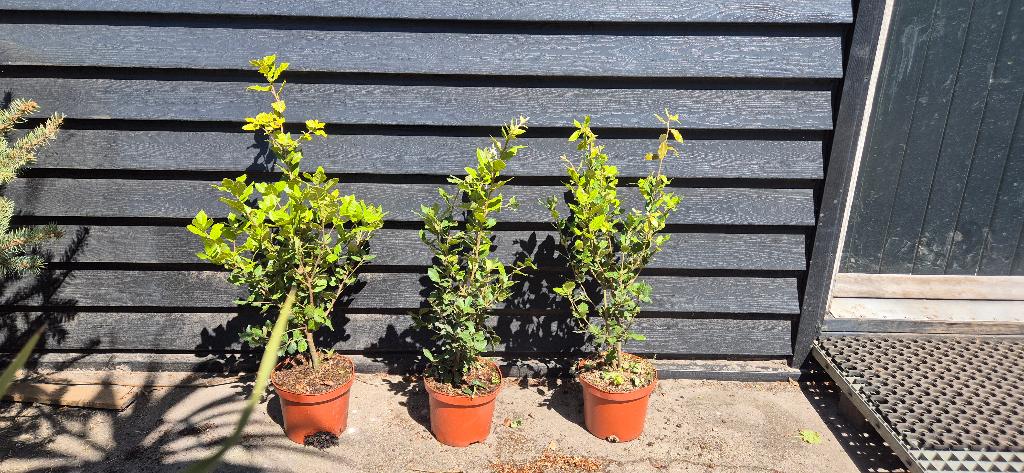 steeneik (Quercus ilex), Tuin en Terras, Planten | Tuinplanten, Vaste plant, Overige soorten, Halfschaduw, Bloeit niet, Ophalen