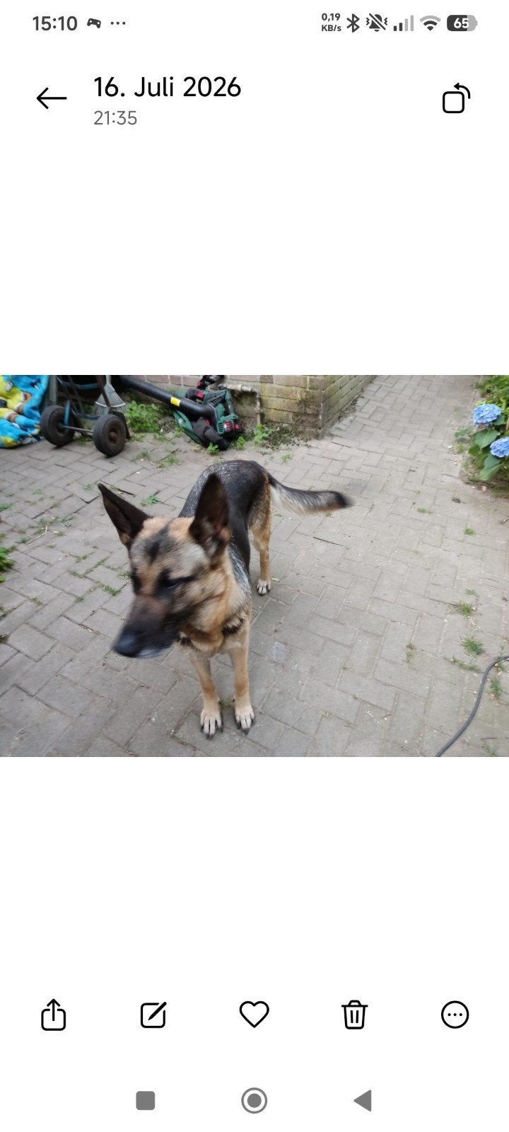 te koop, Dieren en Toebehoren, Teef, Parvo, Eén hond, 3 tot 5 jaar