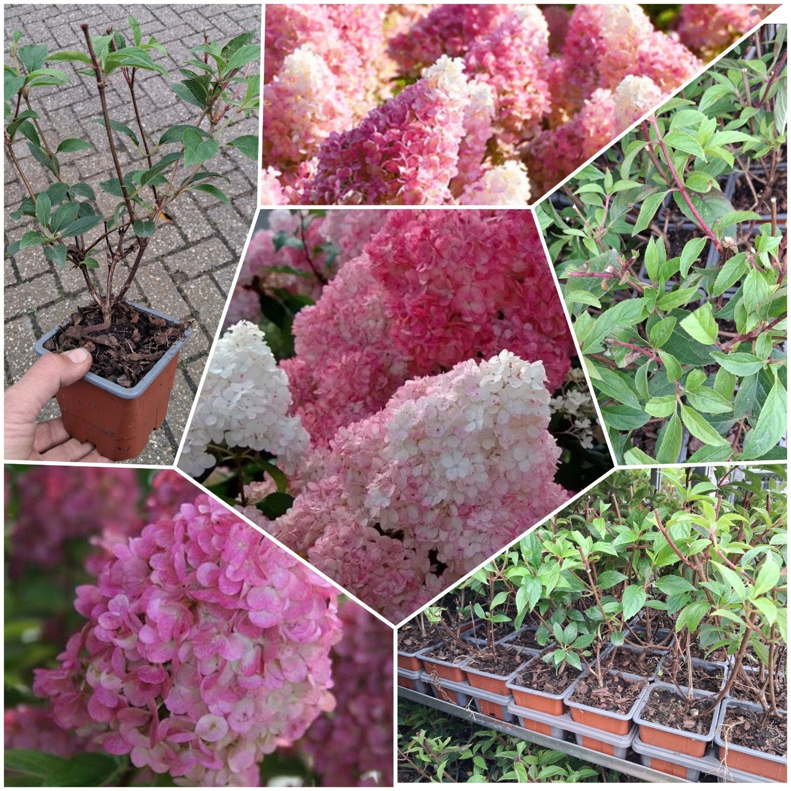 Hydrangea paniculata sundea fraise, roze pluimhortensia, Ophalen of Verzenden, Hortensia, Struik, Minder dan 100 cm