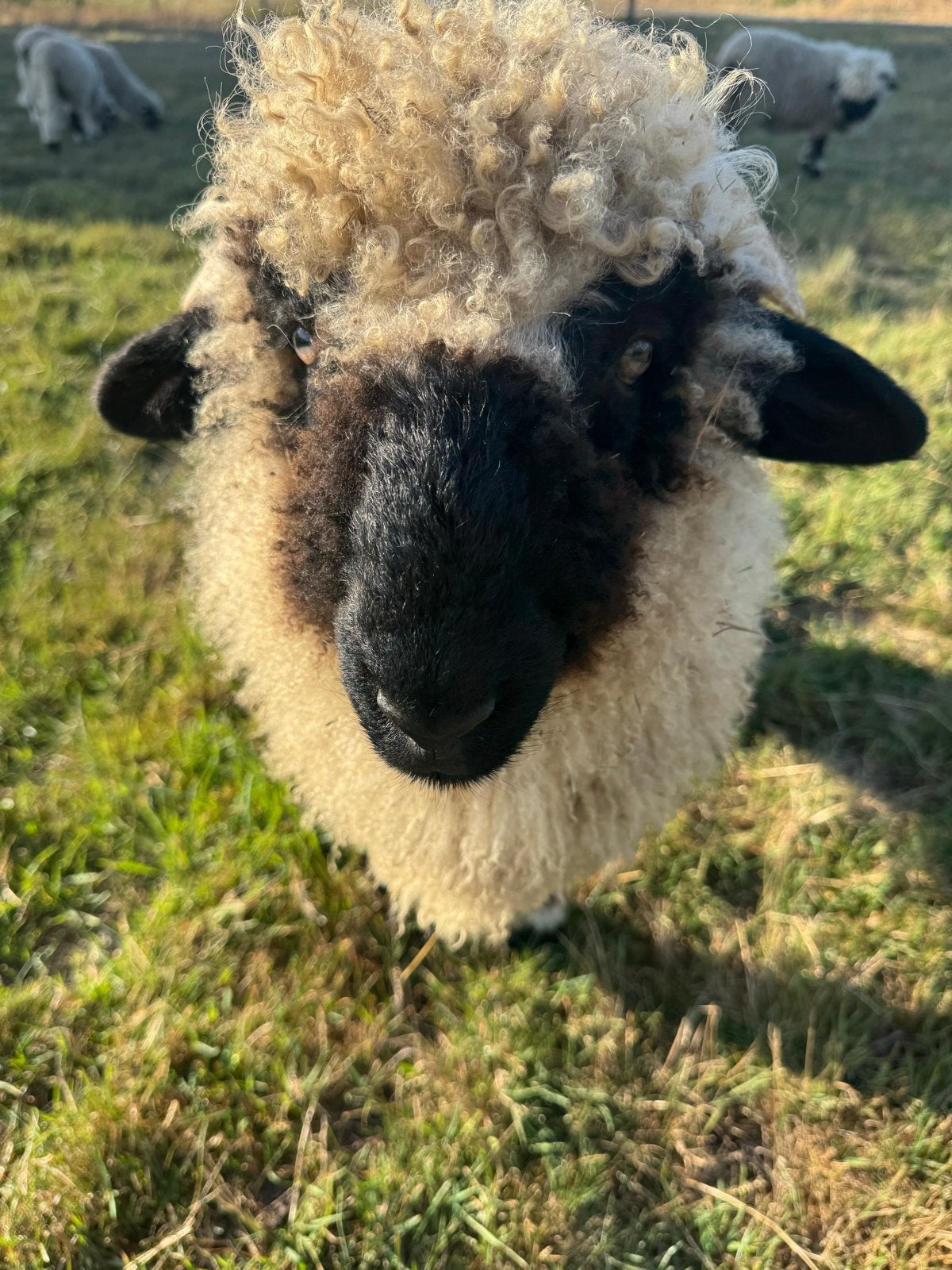 Walliser schwarznase ram, Dieren en Toebehoren, Mannelijk, Schaap