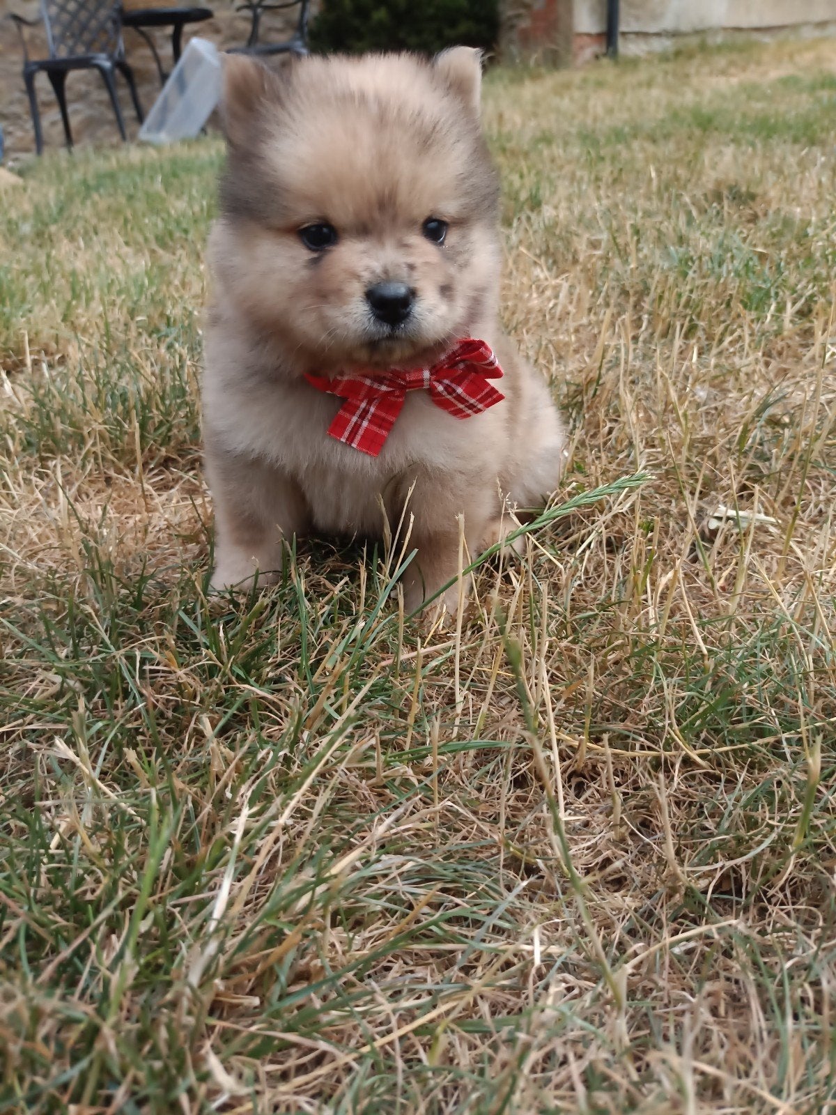 Mini chow chows micro chows, Dieren en Toebehoren, Fokker | Hobbymatig, Keeshond, 15 weken tot 1 jaar, Buitenland