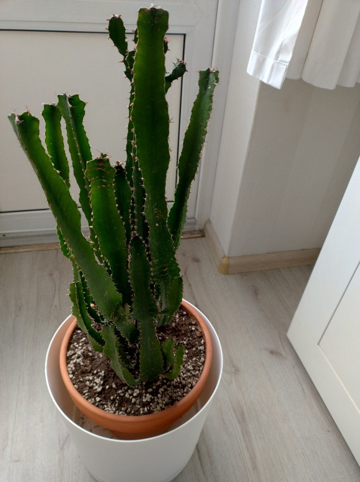 Euphorbia Trigona (Afrikaanse Melkboom) - 80 cm, Ophalen, Minder dan 100 cm, Bloeiende kamerplant, Volle zon