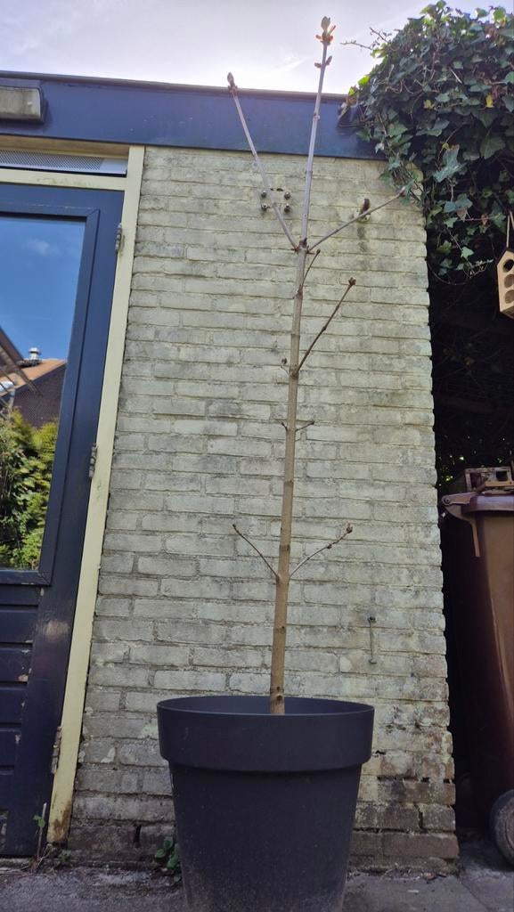Kastanje, Ophalen, Volle zon, Overige soorten, 100 tot 250 cm