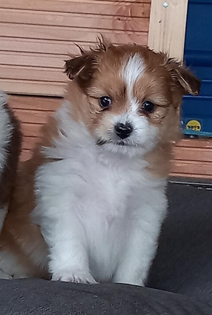 Onwijs lieve pups kruizing x pomeriaan zoeken een warm huisj, Overige rassen, 8 tot 15 weken, Meerdere, Meerdere dieren
