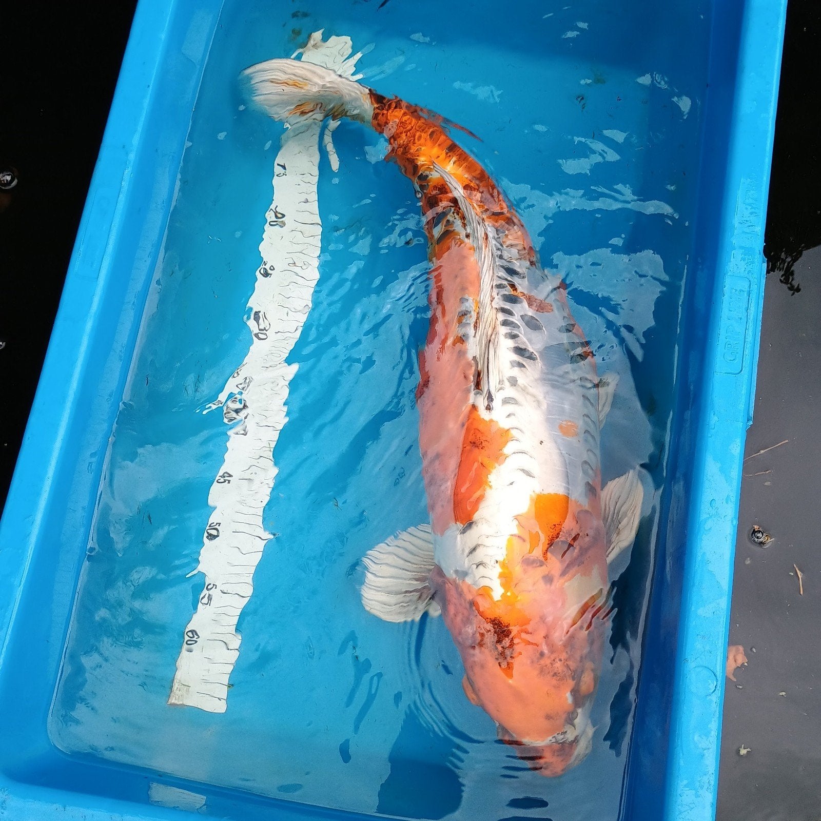 Japanse Koi Doitsu 70cm, Karper of Koi