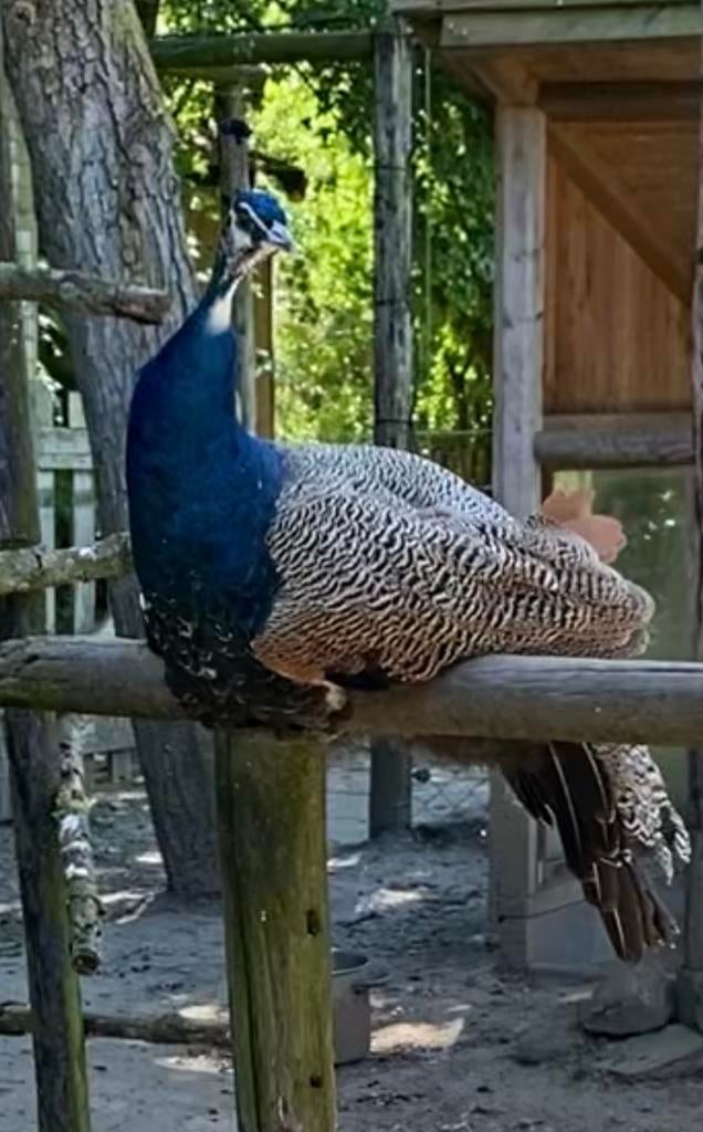 Jonge pauwhaan, Dieren en Toebehoren, Pluimvee, Mannelijk, Kip