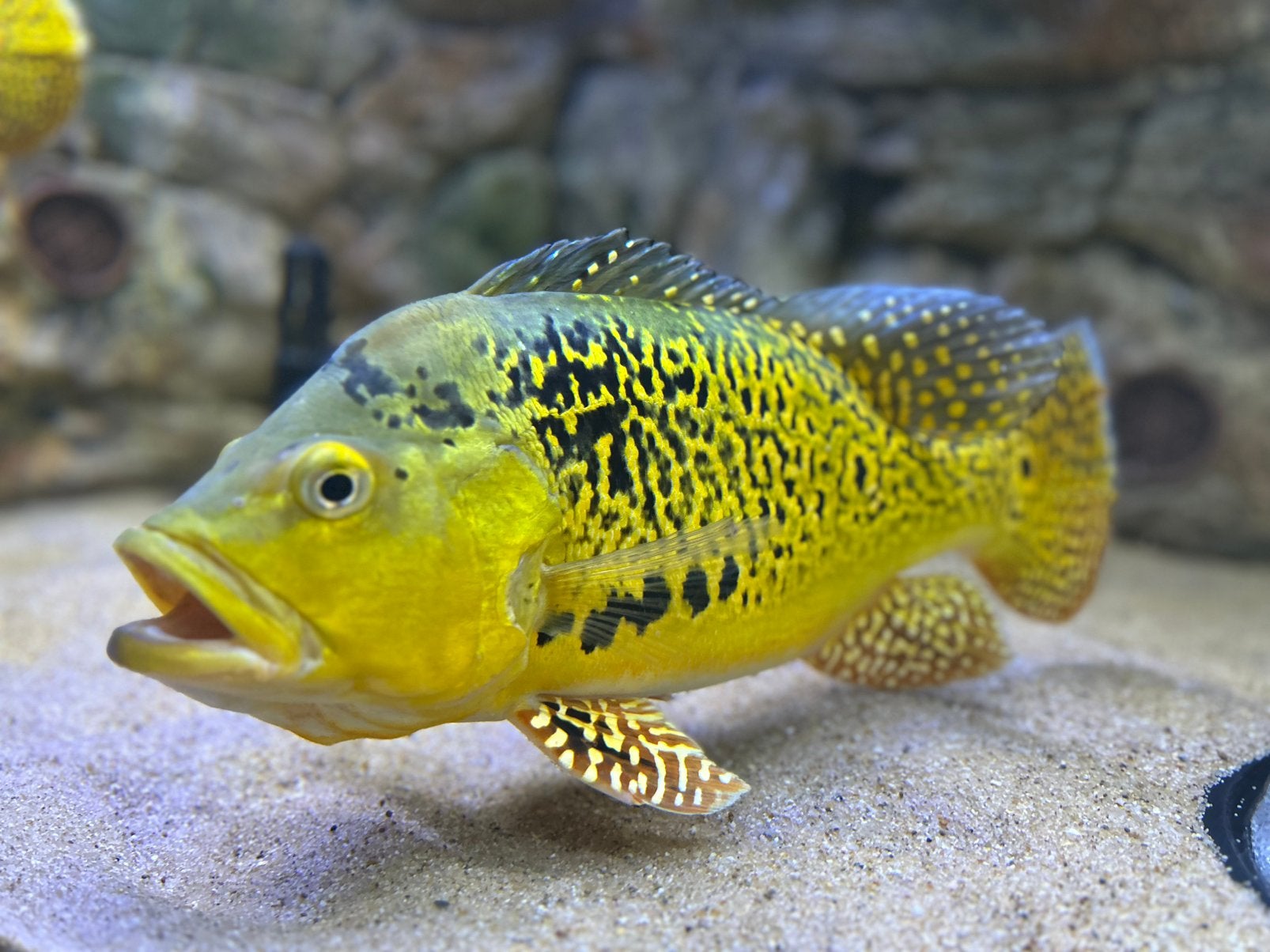 Cichla Kelberi Spider, kweekkoppel, Dieren en Toebehoren, Vissen | Aquariumvissen, Vis
