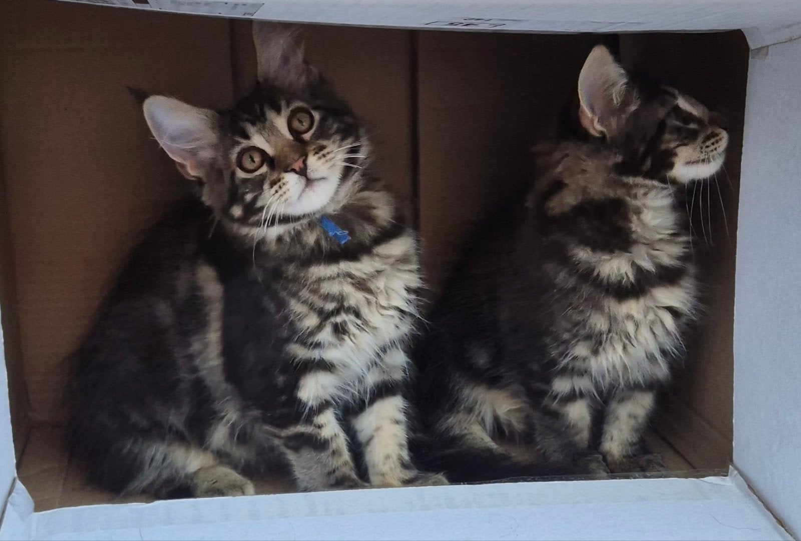 4 prachtige maine coon kittens met stamboom, Dieren en Toebehoren, Meerdere dieren, Met stamboom, 0 tot 2 jaar