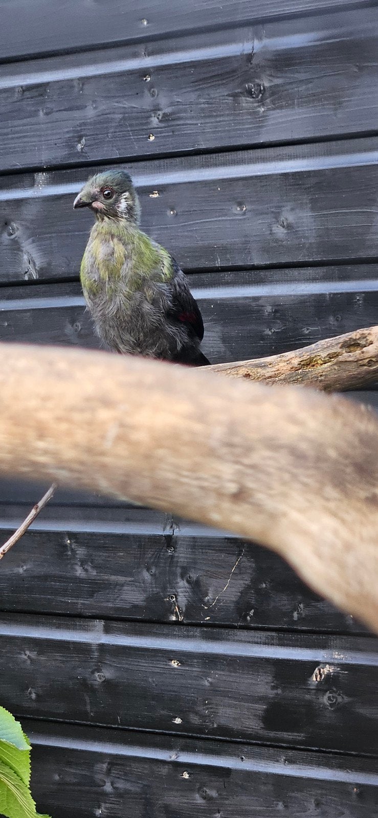 Witwang toerako.s jonge van 2026, Dieren en Toebehoren, Vogels | Overige Vogels, Meerdere dieren, Tropenvogel, Geringd