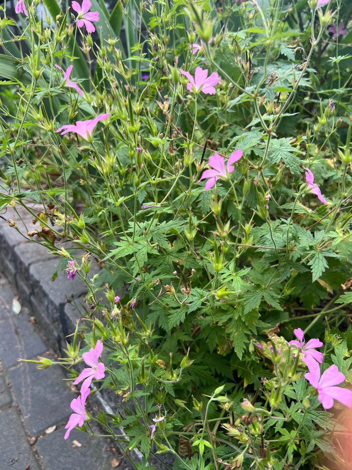 Roze Ooievaarsbek (Geranium) - Vaste plant, Volle zon, Vaste plant, Zomer, Ophalen