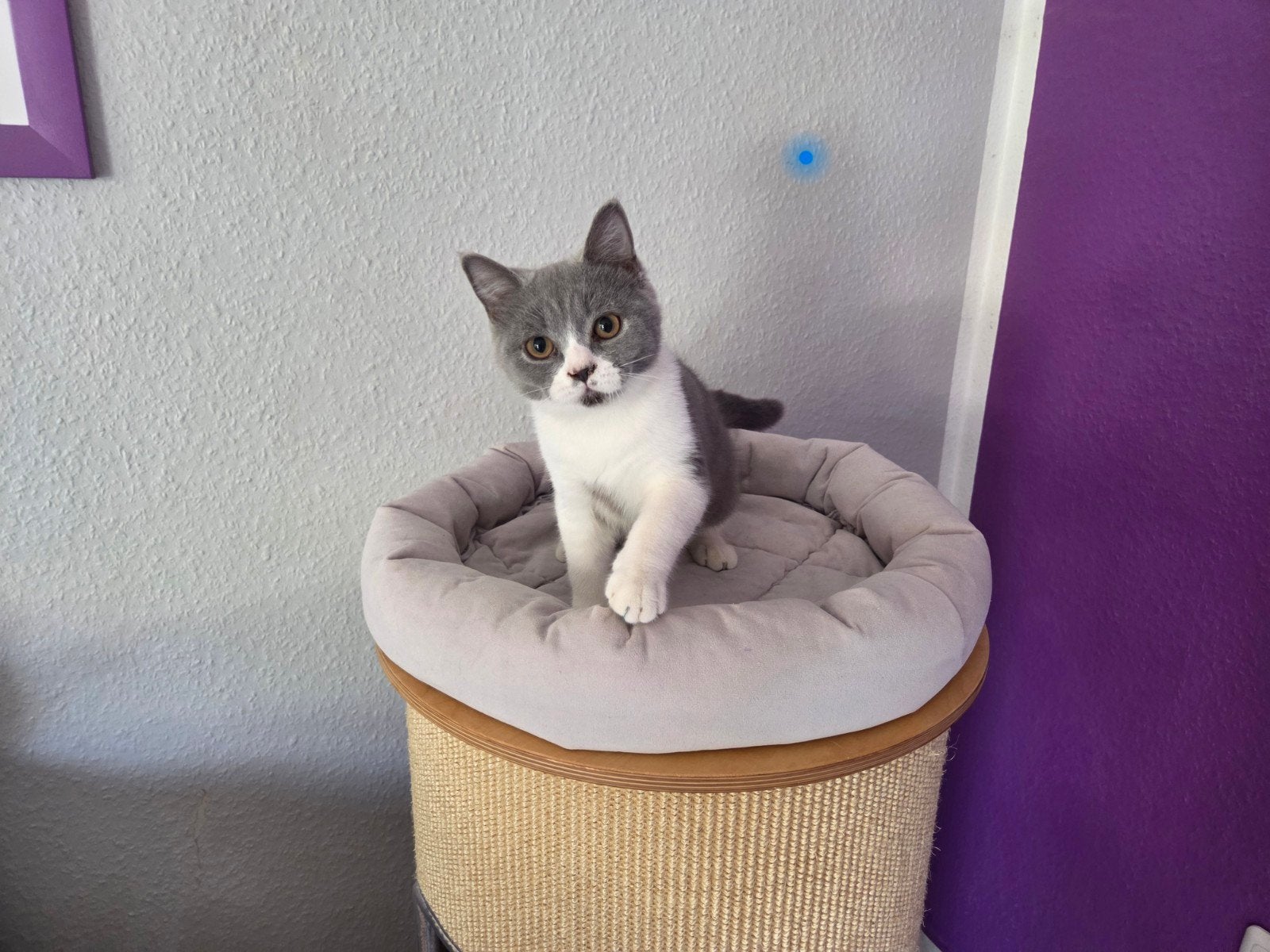 Britse korthaar kittens stamboom bicolor lilac blue white, Meerdere dieren, Met stamboom, 0 tot 2 jaar
